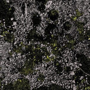 Infest the Rats' Nest